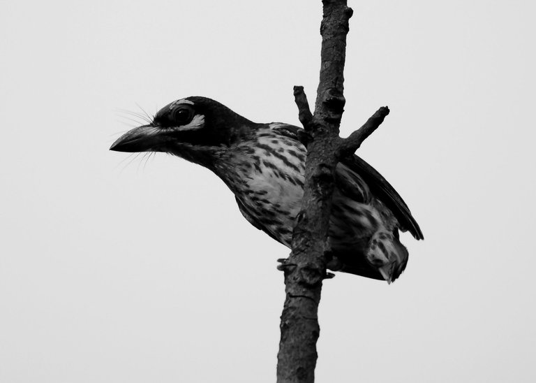 DSC_1988.jpg