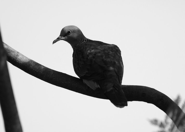 DSC_0460.jpg