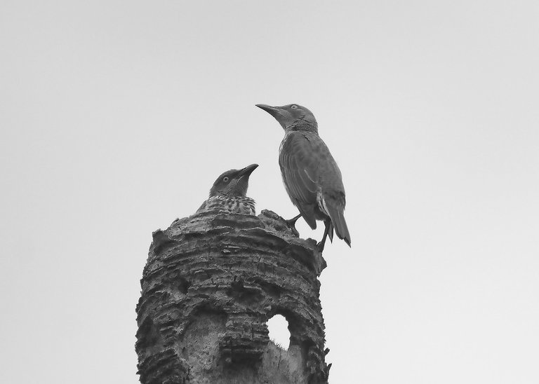 DSC_6101.jpg