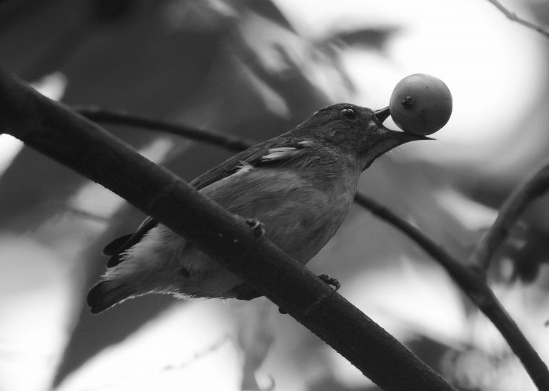 DSC_2715.jpg