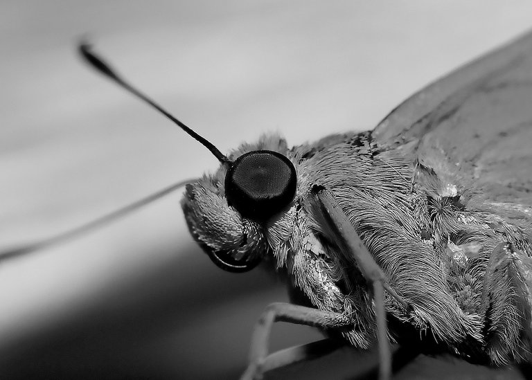DSC_3917.jpg