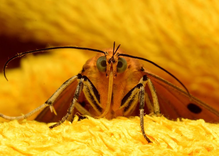 DSC_1114.jpg