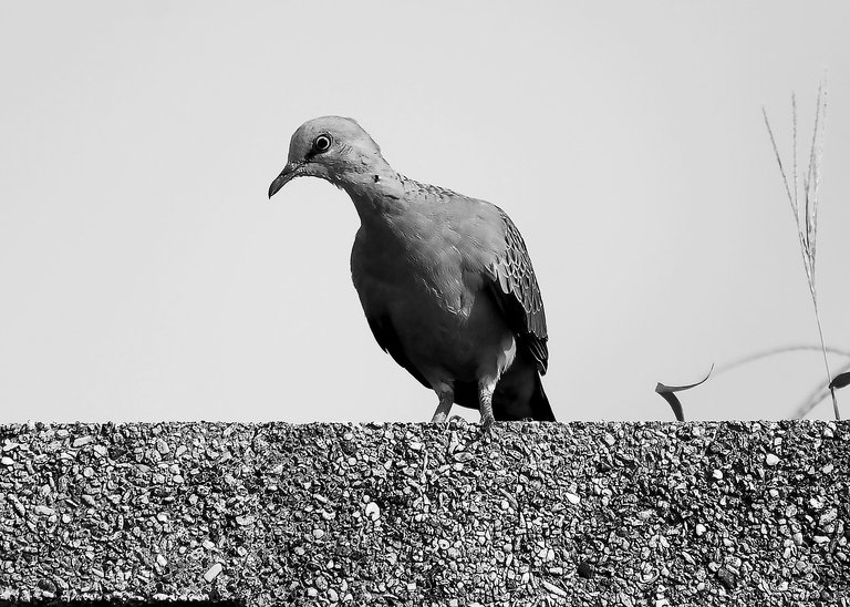 DSC_2609.jpg