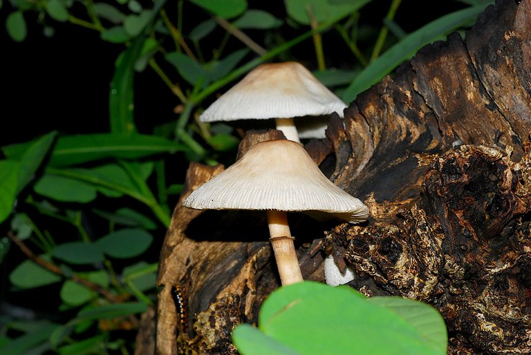 DSC_3276.jpg