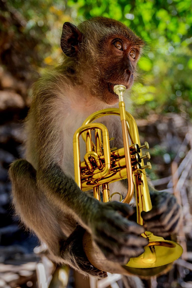 trumpetmonkey.jpg