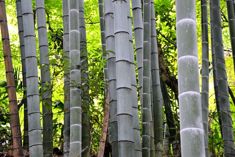 bambus3.jpg
