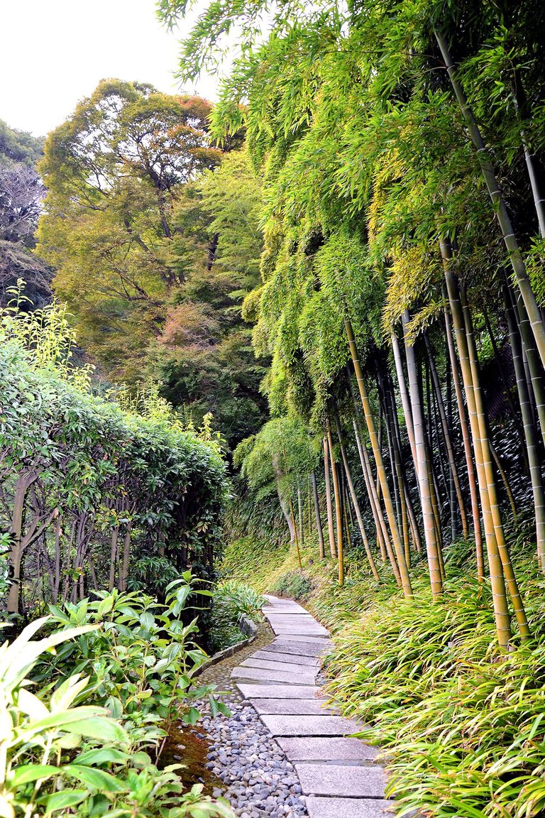 bambus2.jpg