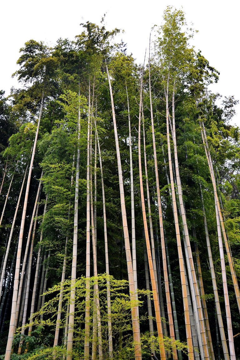 bambus1.jpg