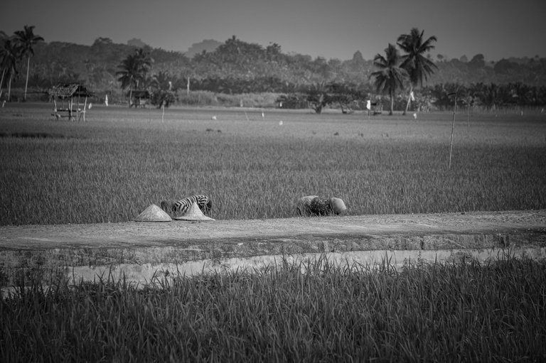 DSC02145.jpg