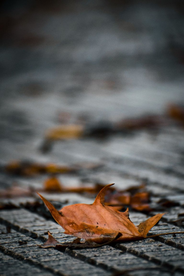 DSC_0177.jpg