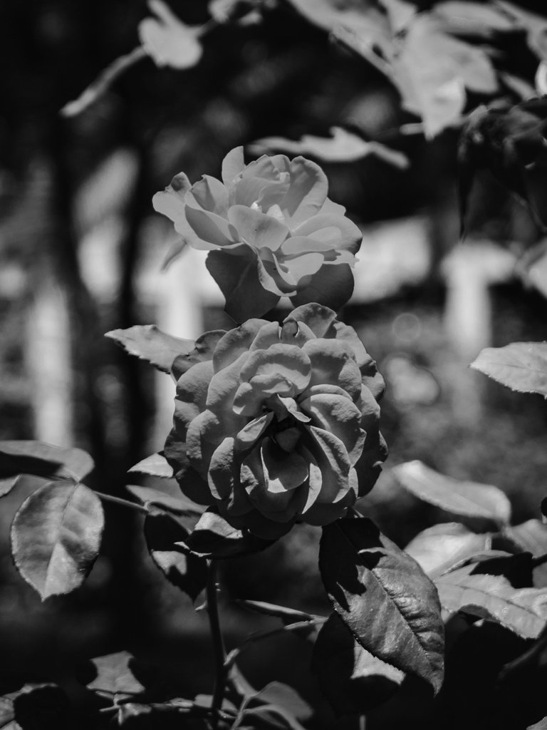 DSC_0693 (1).jpg