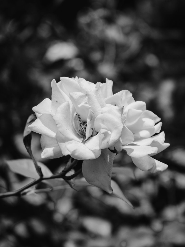 DSC_0683 (1).jpg