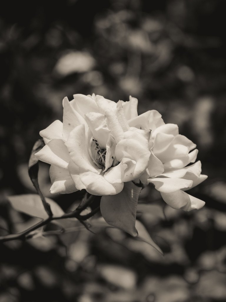 DSC_0683 (2).jpg