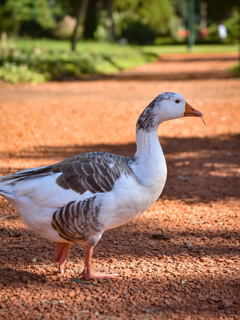 Goose in the Woods - Feathered Friends - Show Me A Photo Contest Round 159 - Alone 