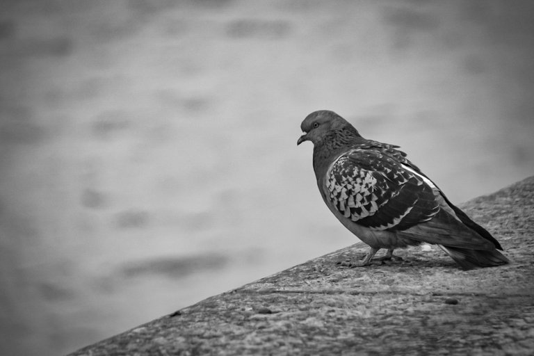 DSC_0219 (1).jpg