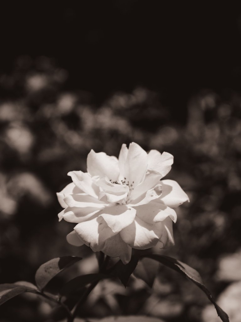 DSC_0685 (2).jpg