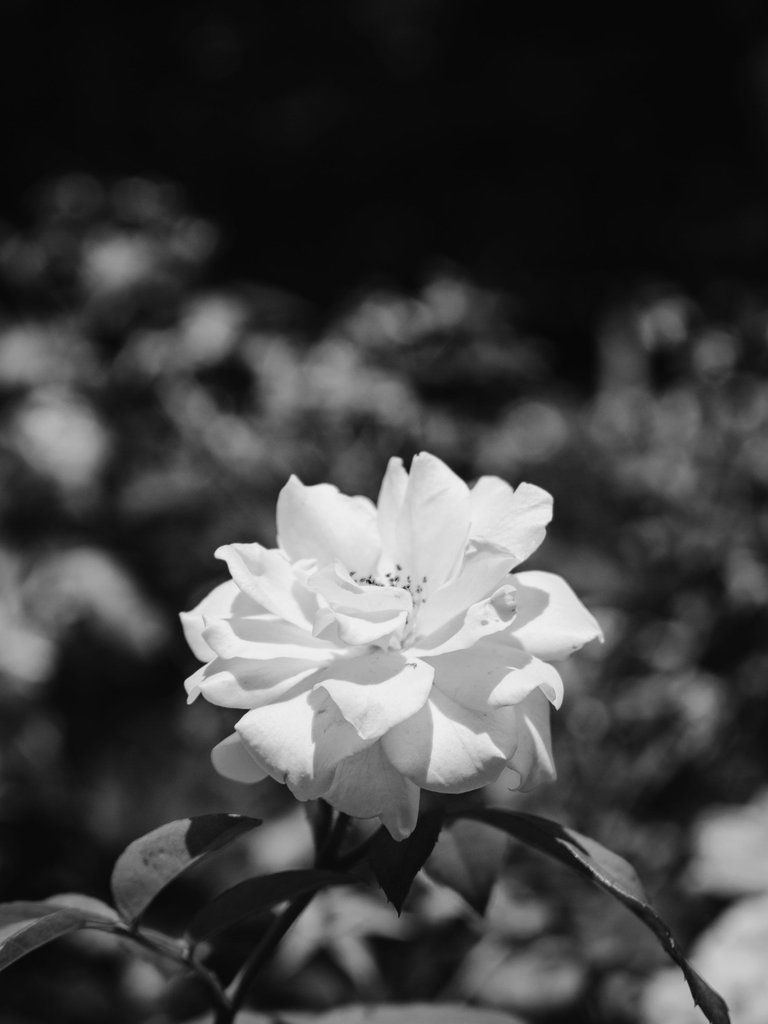 DSC_0685 (1).jpg