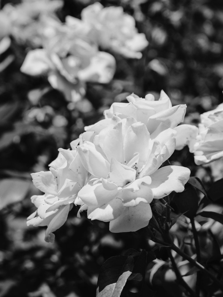 DSC_0684 (1).jpg