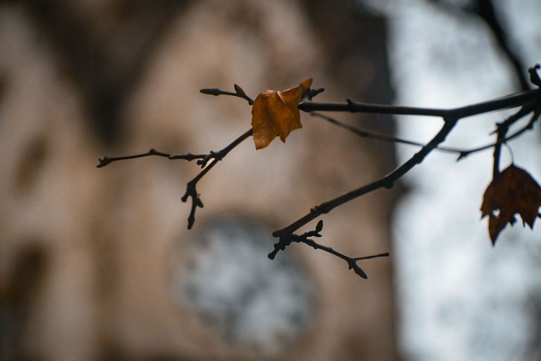 DSC_0181.jpg