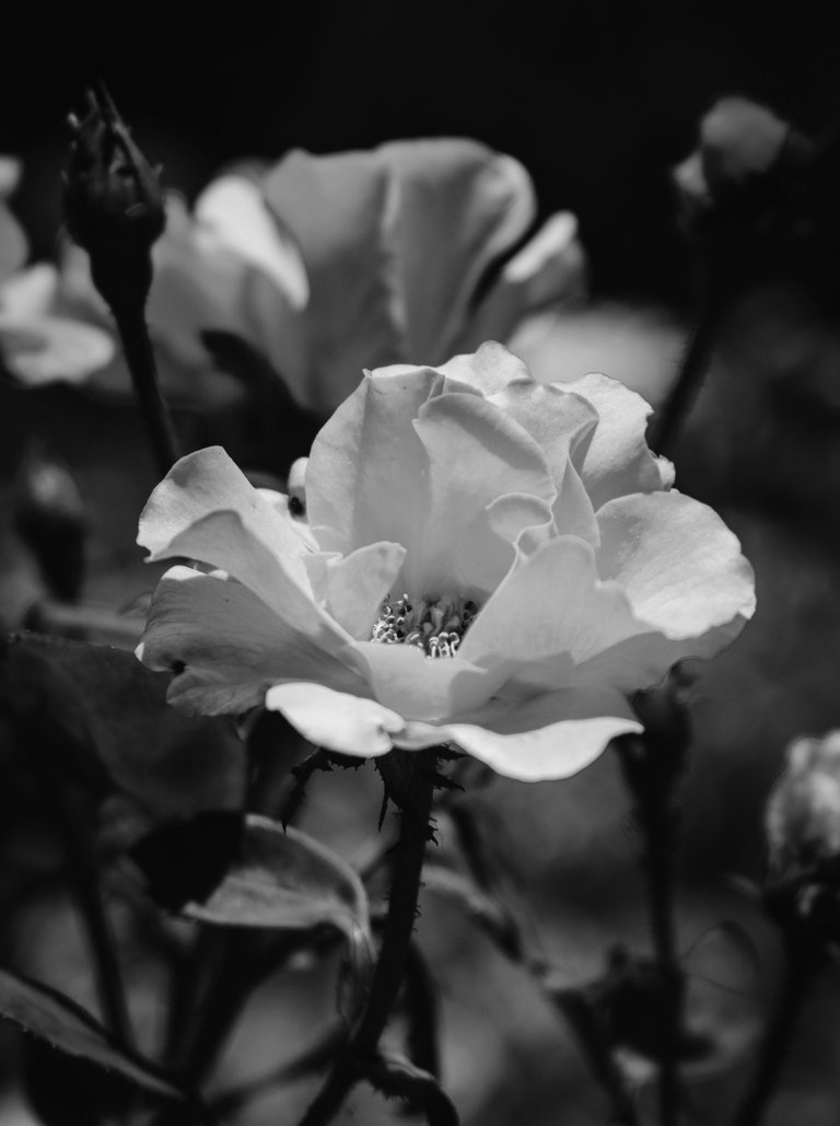 DSC_0687 (1).jpg