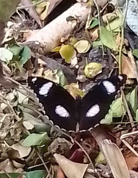 Butterfly:  A safe harbour in my fondest memories
