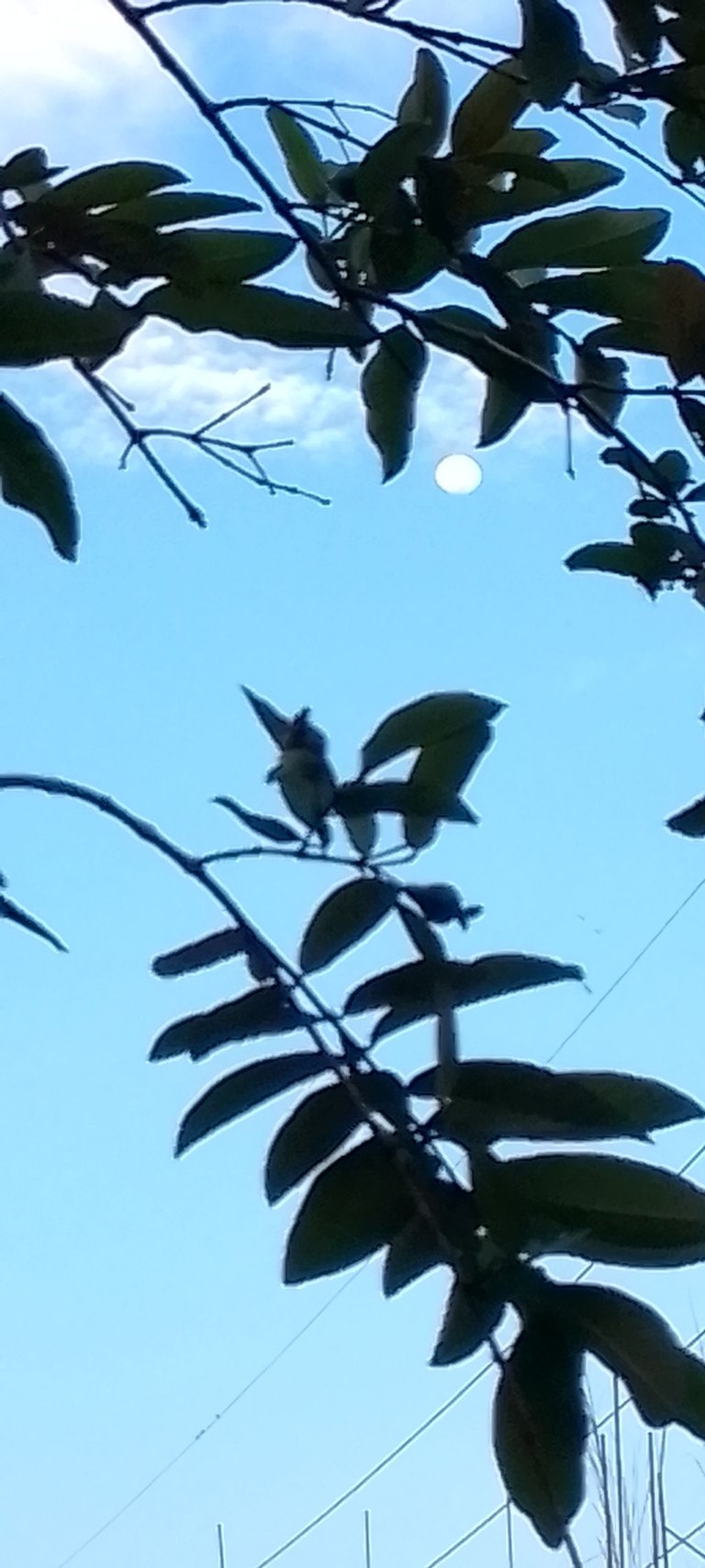 Daylight: The Enchanting Moment When the Golden Glow of the Morning Sun Embraces the Soft Silhouette of the Setting Moon