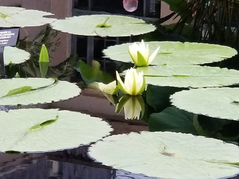 flowers white  waterlily or lotus.jpg