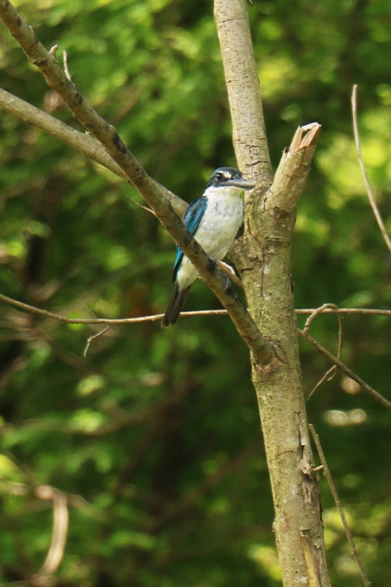 bird kingfisher with leah.jpg