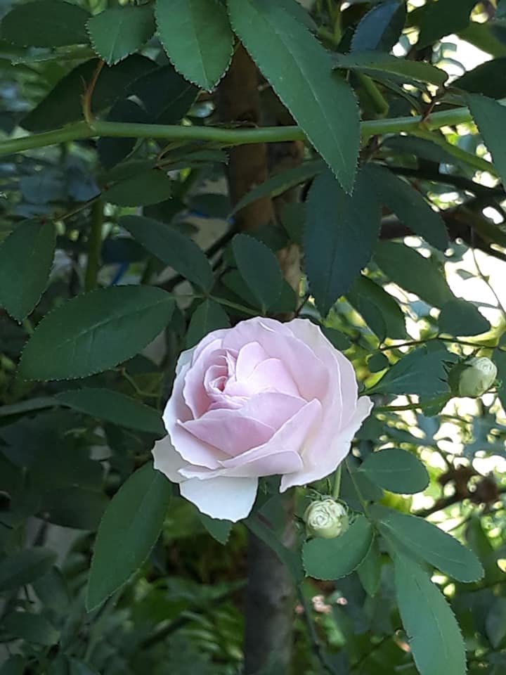 flower rose with feng.jpg