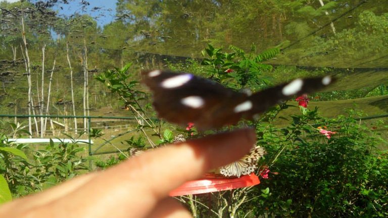 Butterfly on the hand with Dais at Eden park.jpg