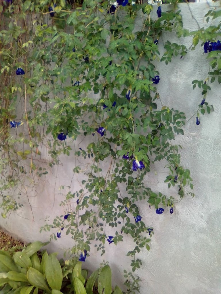 plant blue ternate in our fence.jpg