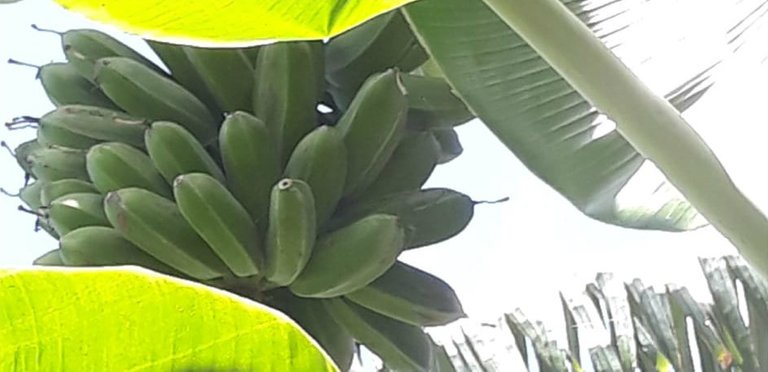 fruit sabang saging1.jpg