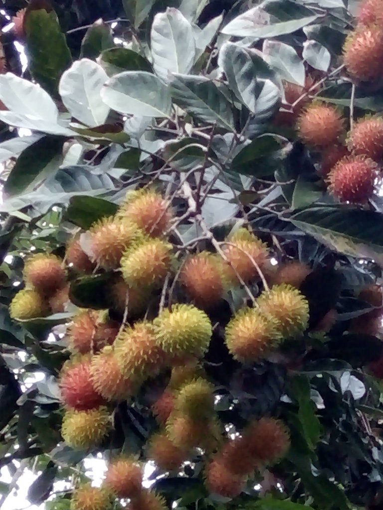 fruits rambutan with feng p..jpg