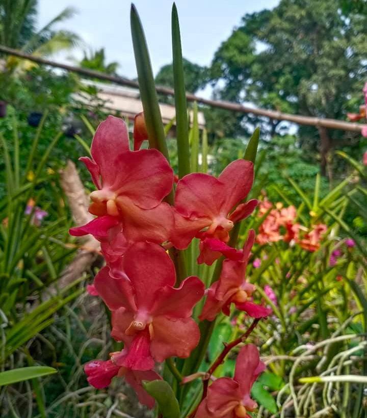 flowers orchid Hawaiian Fantasy Vanda Strap1 Y19 Vivo AI Camera by Maebelle Taradel Ballesteros.jpg