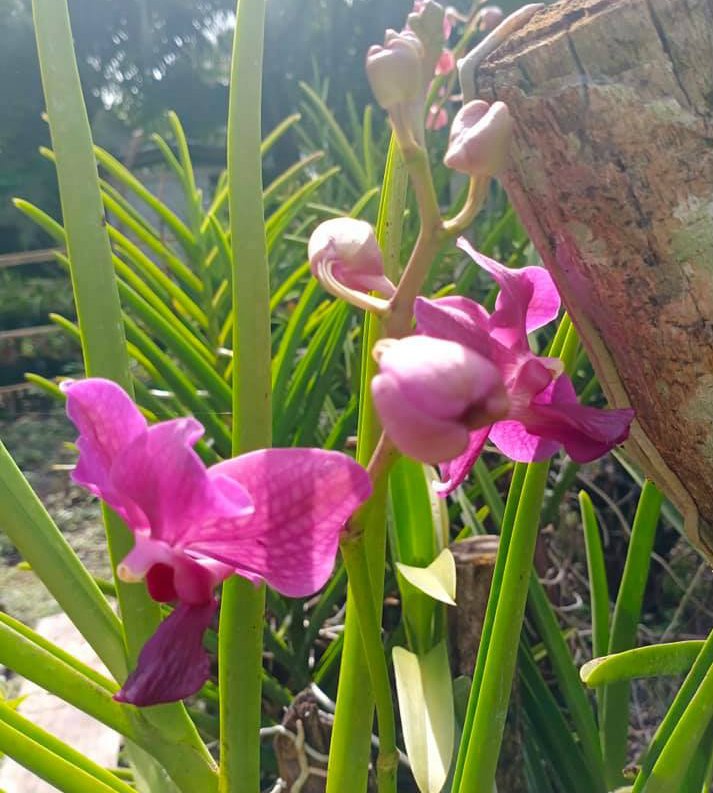 Flowers Orchid Fucshia Pink Vanda with Maebelle TBallesteros.jpg