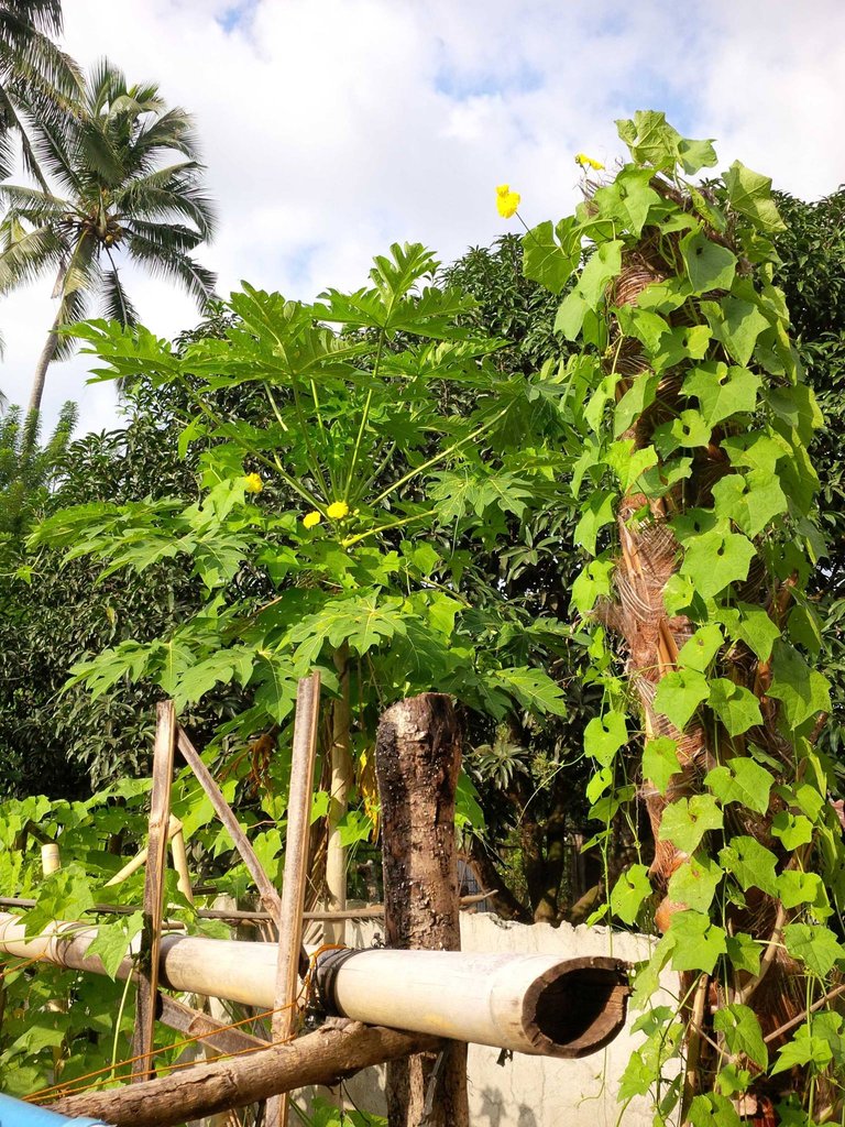 gardening patola and papaya with uncle jesse.jpg