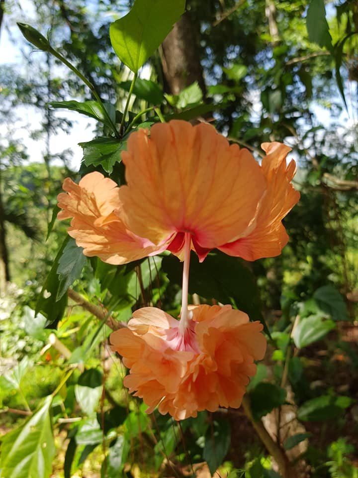 Flower twin hibiscus Orange.jpg