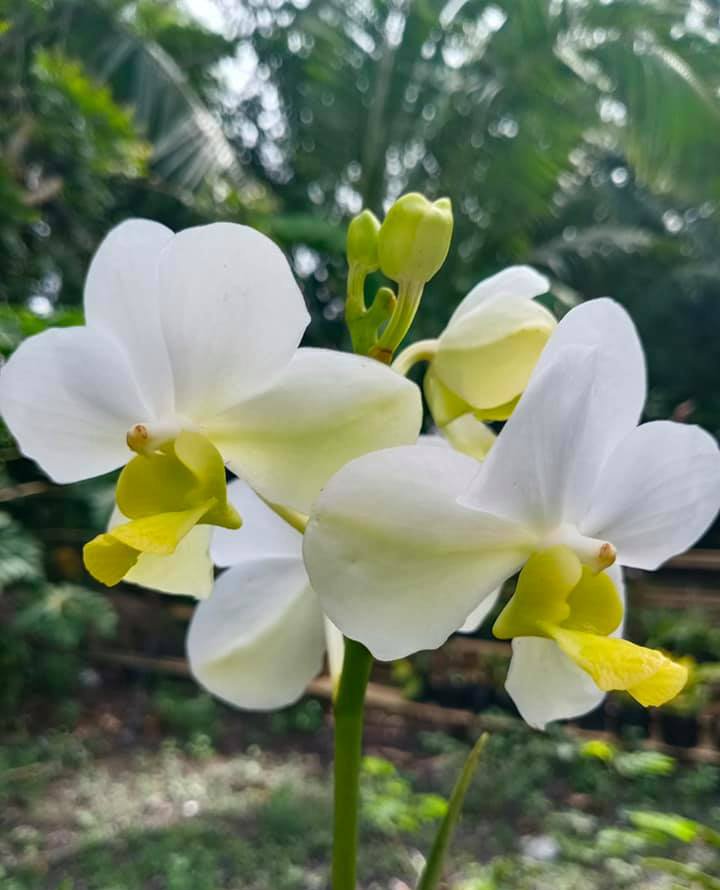 flowers orchids Veltius Alba1 or Snow Cap Y19 Vivo Al Camera.jpg