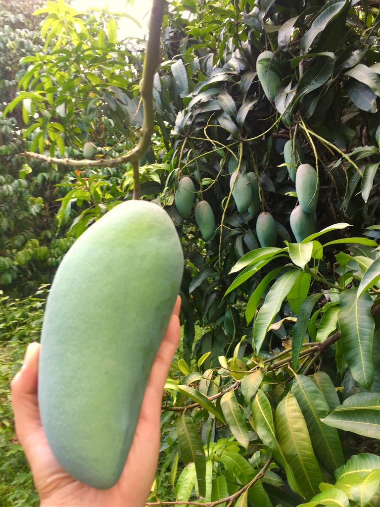 fruits green mangoes.jpg