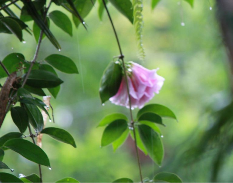 flower for poetry garlic vine.jpg