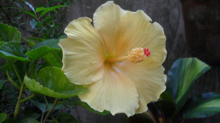 flower light yellow hibiscus by dais.jpg