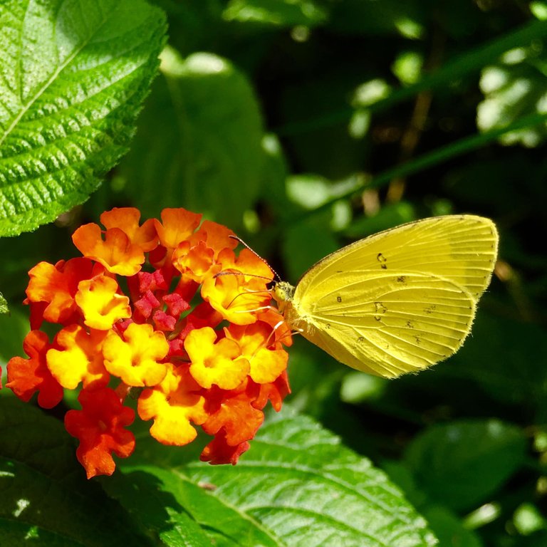 butterfly yellow with leah dom.jpg