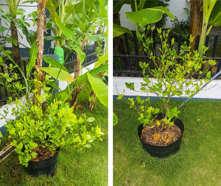 Calamansi recovered weeks later with new leaves