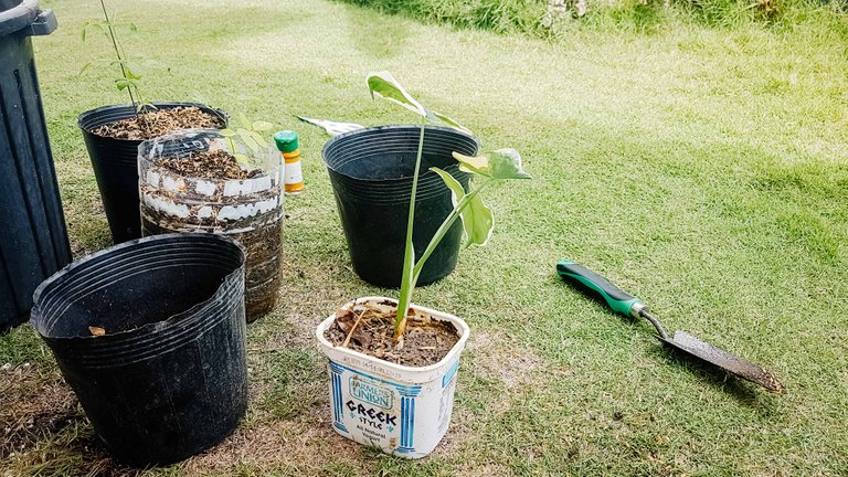 Repotting (2).JPG