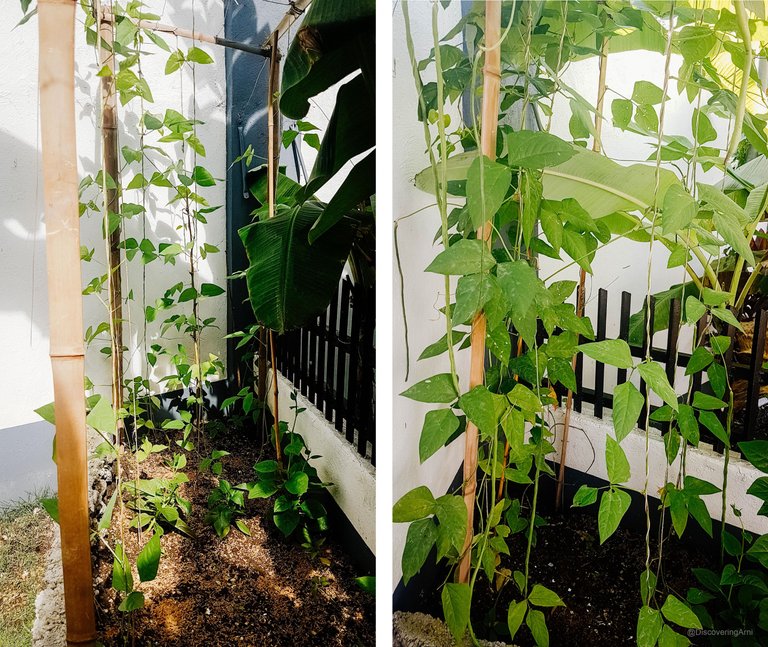 String Beans Growth