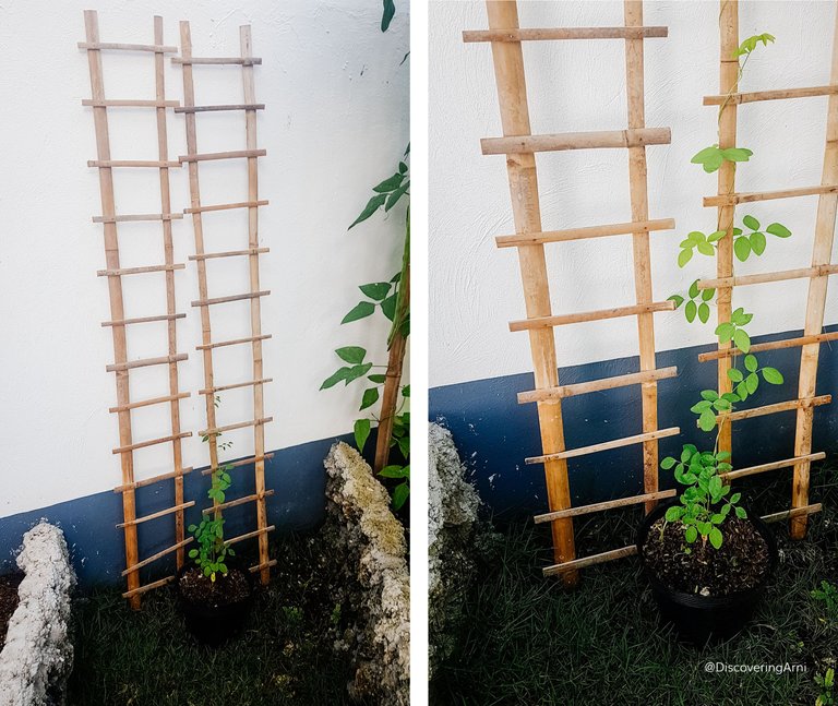 Here are the butterfly pea climbing slowly