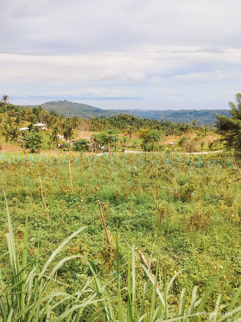 Tomato Plantation / The location of his school along the coast