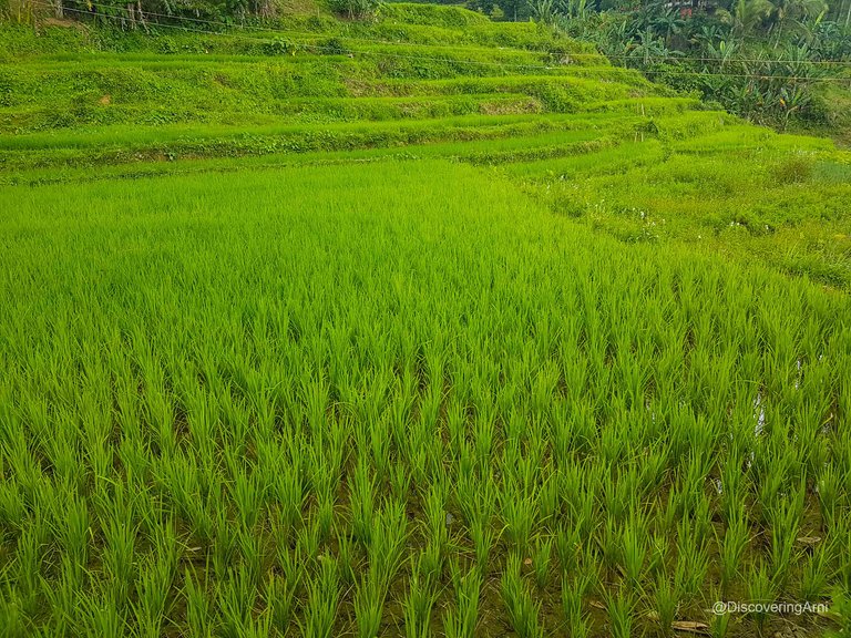 Maloray Sergios Farm Cebu105748.JPG