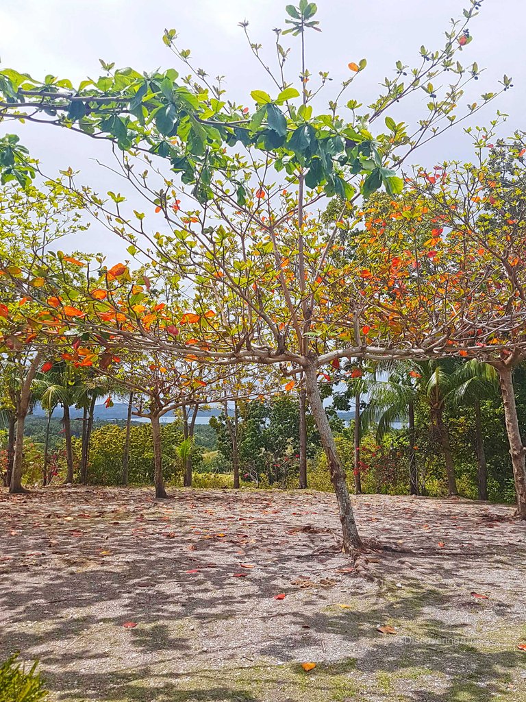 Colorful Talisay trees and Tanon Strait