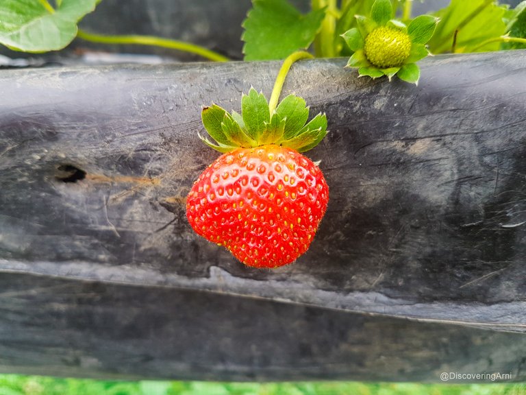 Maloray Sergios Farm Cebu.JPG